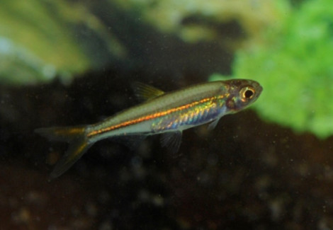Ladigesia Roloffi L