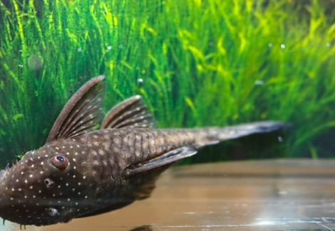L349 Ancistrus Sp. M