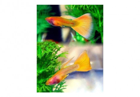 Guppy Yellow Taxi Glass Belly   M