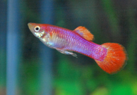 Guppy Pink Tail Maschio M