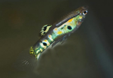 Guppy Ginga   M