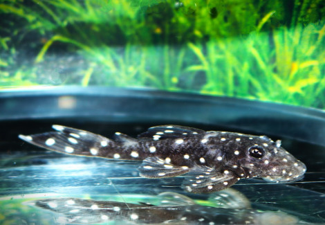 L107 Ancistrus Sp. M