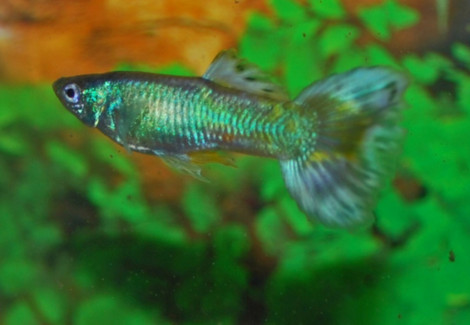 Guppy Blue Sapphire Maschio M