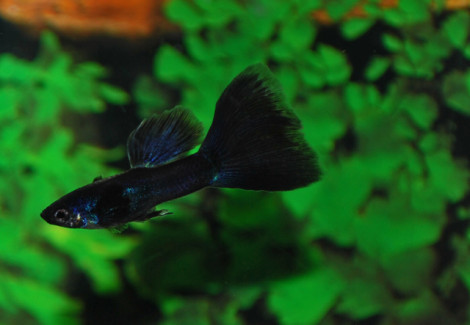 Guppy  Black (Maschio) S/M