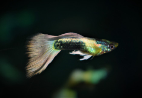 Guppy  Tuxedo Platinum Maschio S/M