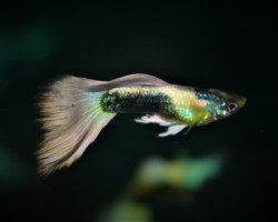 Guppy Tuxedo Platinum Maschio M