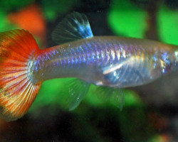 Guppy Femmina Sunset L