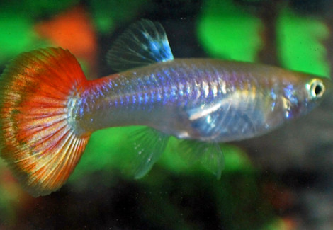 Guppy Femmina Sunset L
