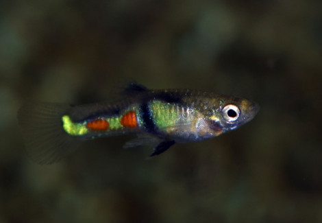 Guppy  Wingei El Tigre (Maschi E Femmine) M
