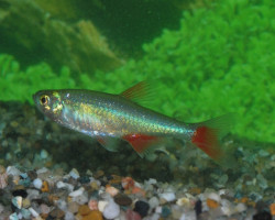 Aphyocharax Anisitsi L