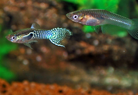 Guppy Endler Blue Tiger   M