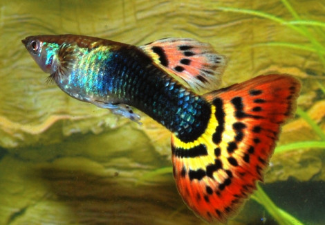 Guppy Tuxedo Leopard Maschio M/L