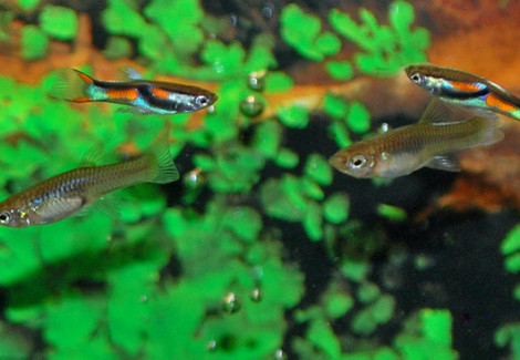 Guppy Endler/Wingei   M