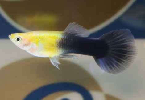 Guppy Goldhead Black Male M