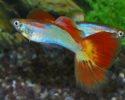 Guppy Sunset Maschio S/M