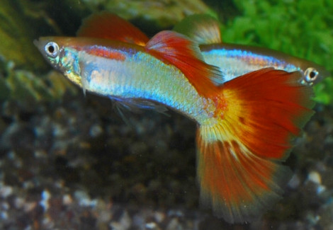 Guppy Sunset Maschio S/M