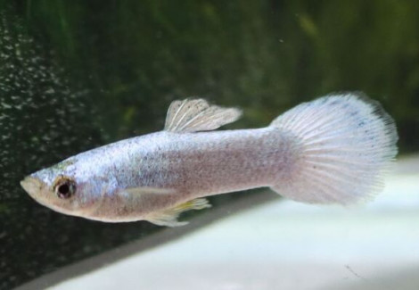 Guppy Metallic Panther M