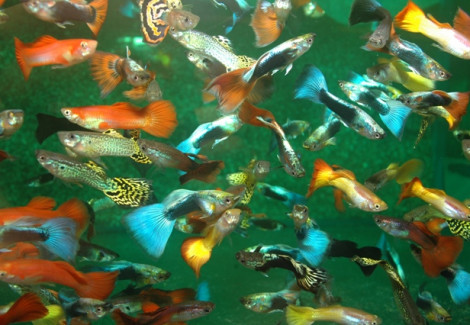 Guppy Mix  Maschio Ml