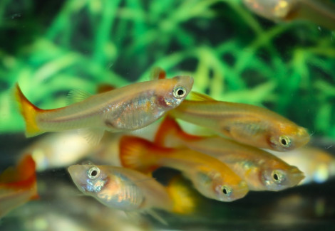 Guppy Mix Femmina S