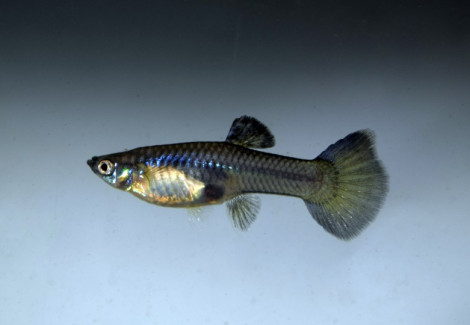 Guppy Moscow Blue Femmina M