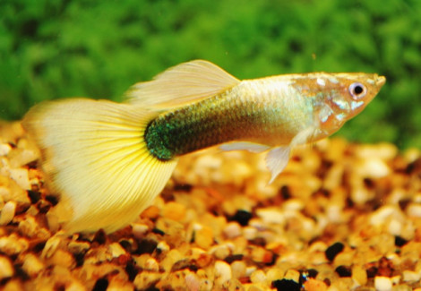 Guppy  Tuxedo Yellow Maschio S/M