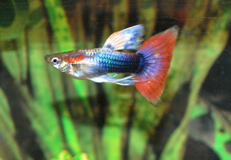 Guppy Japan Blue Red Tail   M