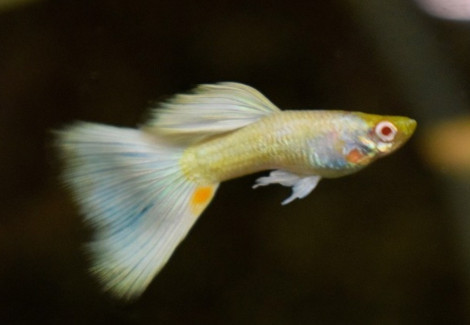 Guppy Platinum Albino   M