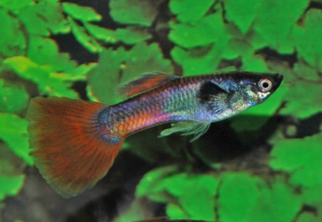 Guppy Chili Red Tail M