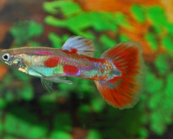 Guppy. Pigeon Blood Maschio M/L