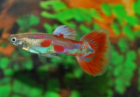 Guppy. Pigeon Blood Maschio M/L