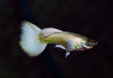 Guppy Luminious White Maschio M