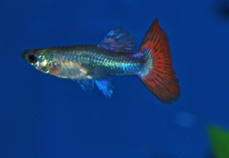 Guppy Femmina Platinum Orange M