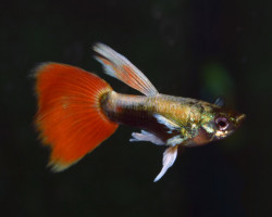 Guppy Santa Claus Male M