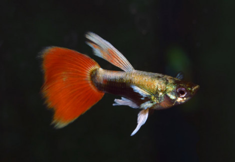 Guppy Santa Claus Male M