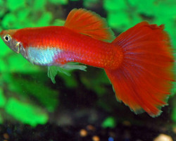 Guppy Flamingo Red Maschio M/L
