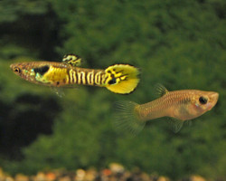Poec. Wingei Tiger (Maschi E Femmine) S