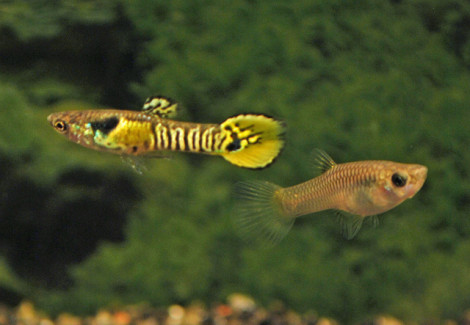 Poec. Wingei Tiger (Maschi E Femmine) S