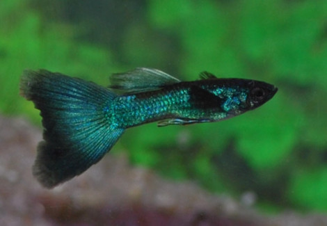 Guppy Cobalt   M