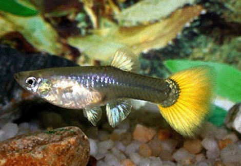 Guppy Femmina Tuxedo Neon Yellow Start M