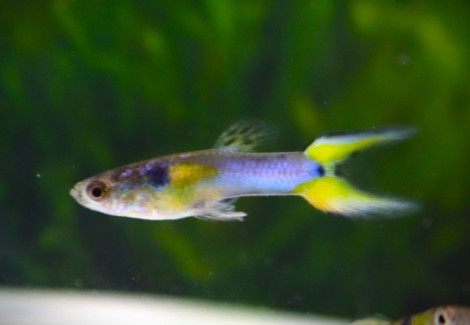 Poec. Wingei Platinum Santa  (Maschio) M