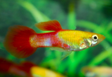 Guppy. Platinum Tuxedo Red Maschio M