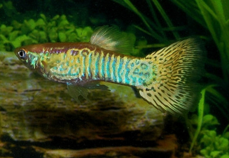 Guppy Snakeskin Yellow Maschio  M/L