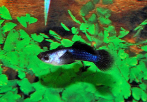 Guppy Blue Panda Maschio S/M