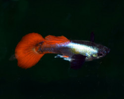 Guppy  Dumbo Ear Platinum Red Maschio M