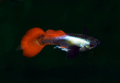 Guppy  Dumbo Ear Platinum Red Maschio M