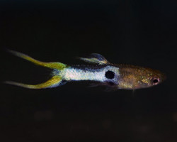 Poec. Wingei Japan Blue Lasertail Male M
