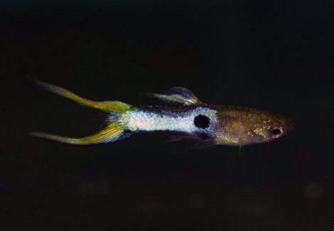 Poec. Wingei Japan Blue Lasertail Male M