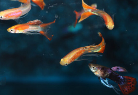 Guppy Ribbon Mix Maschio  M