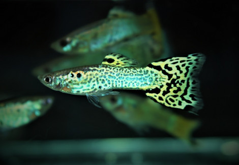 Guppy  Snakeskin Green Maschio M/L