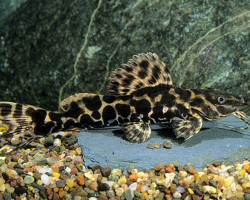 Leiarius Marmoratus S